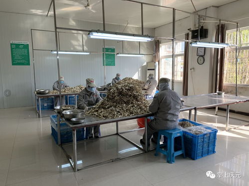 产得出 卖得动 庆元多措并举加速恢复食用菌产销两旺